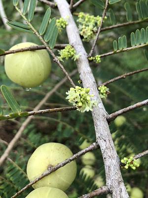 Indian gooseberry in 2023.