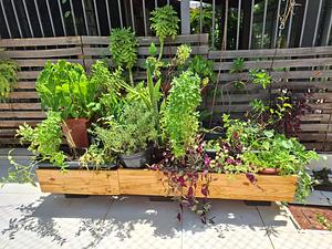 Rearranging the plants