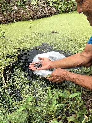 Fishery in furrows