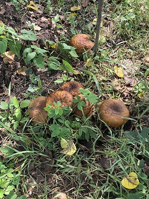 The return of Thaeogyroporus porentosus (berk. ET. Broome ) after water and soil restoration for 5 years
