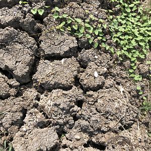 Clay-typed soil during dry season