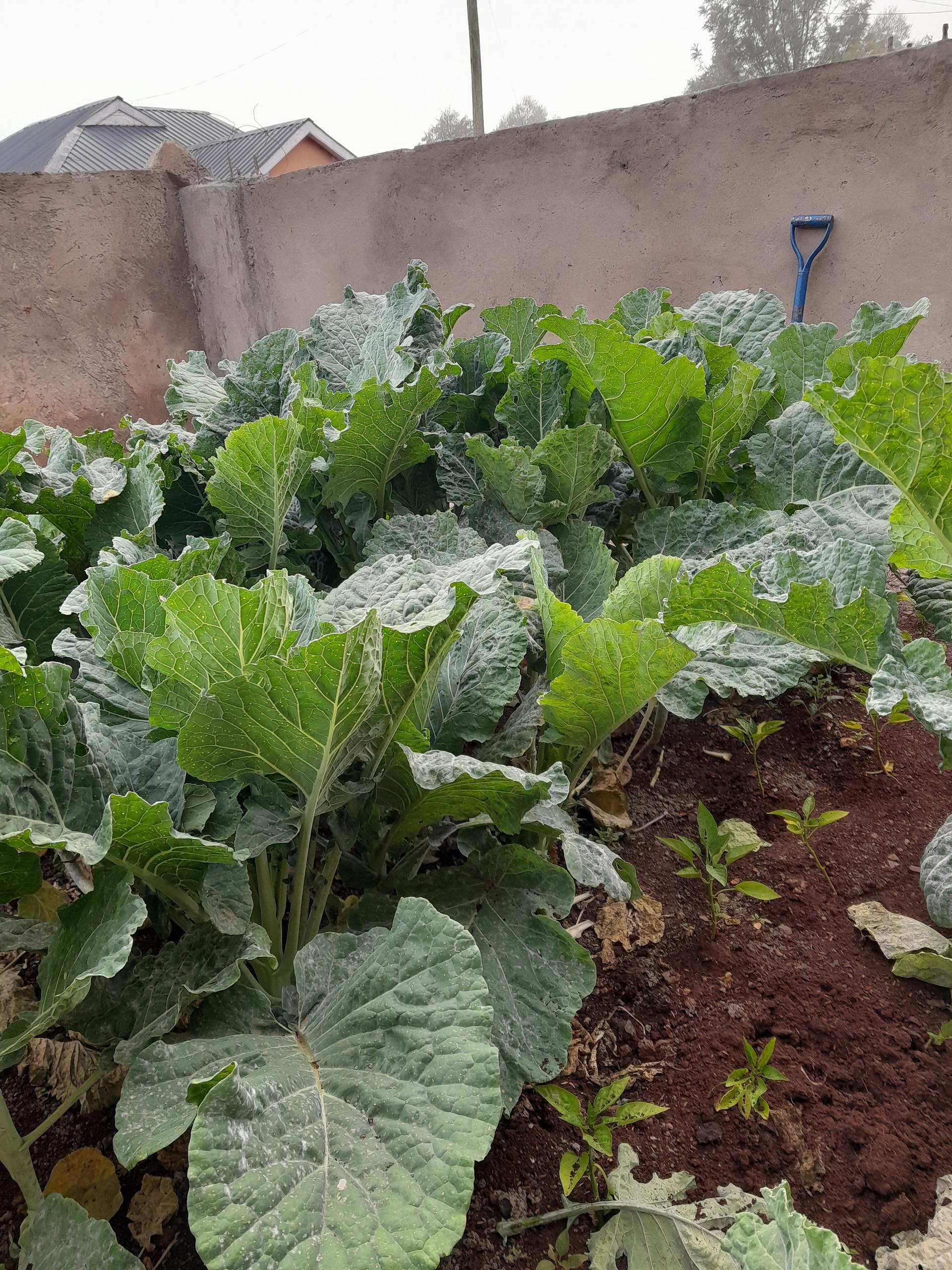 Jiji Farms