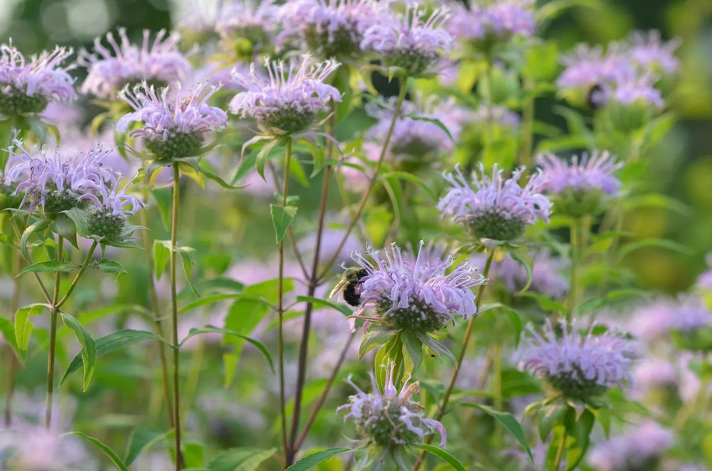 a young urban Carolinian Food Forest