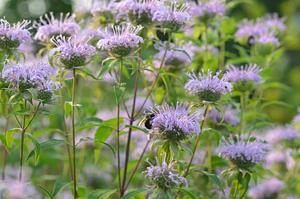 a young urban Carolinian Food Forest