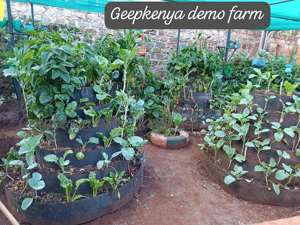 GEEP KENYA urban demo farm
