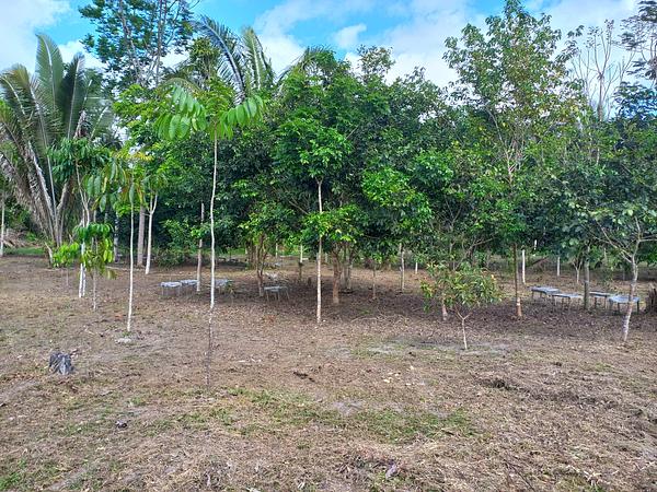 Agroforestry system with low-impact management